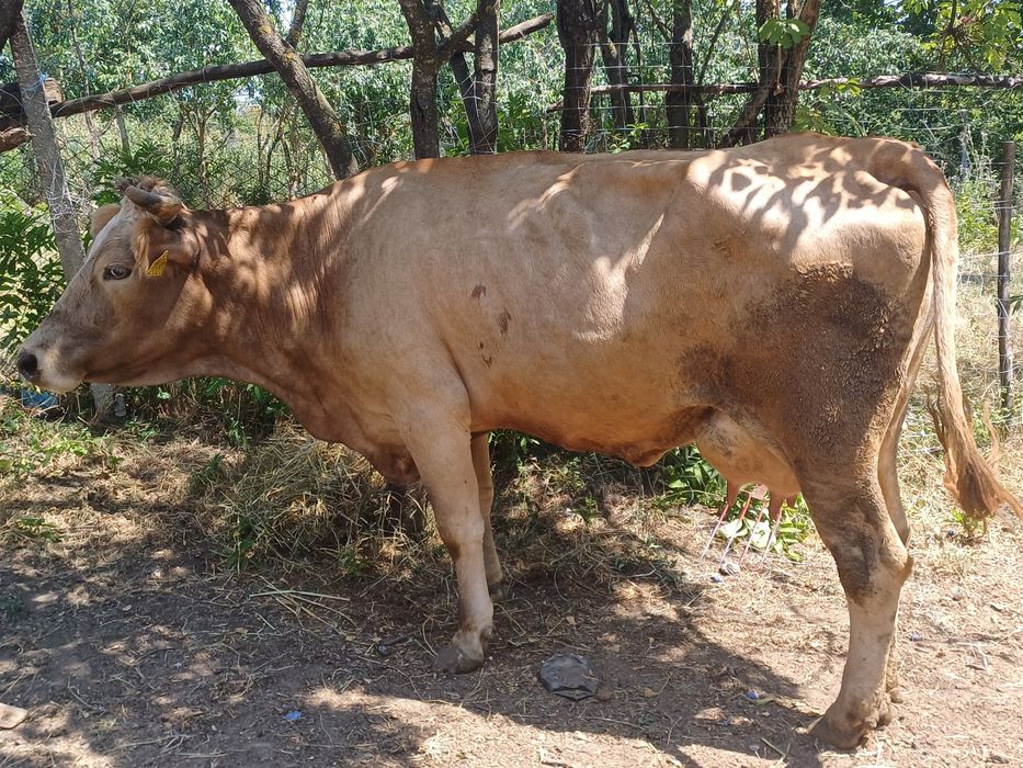 Vând vaca de 7 ani bună da lapte