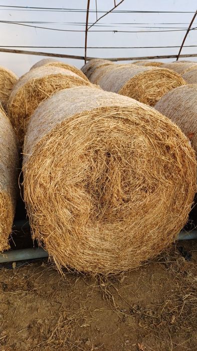 Baloti de lucerna 120/120