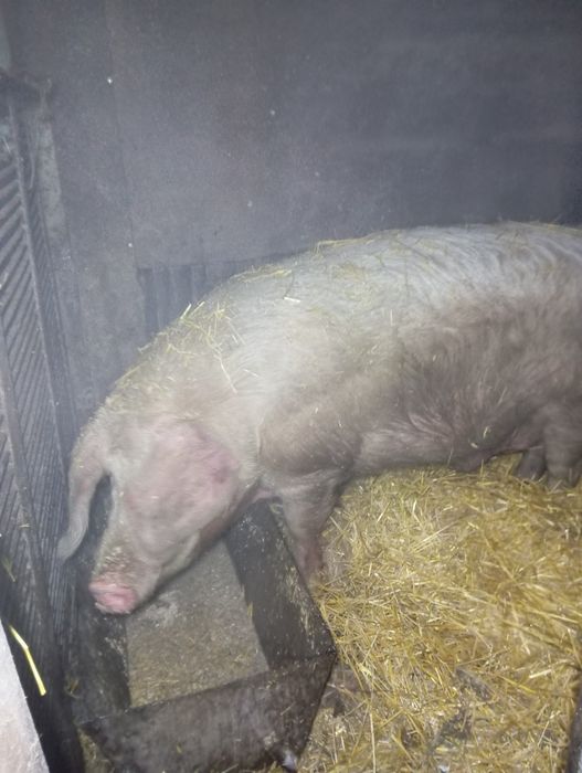 Продам кабана на мясо