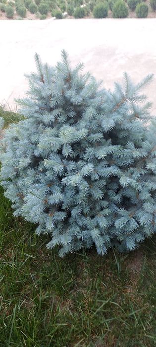 Арча голубой ель Голландия