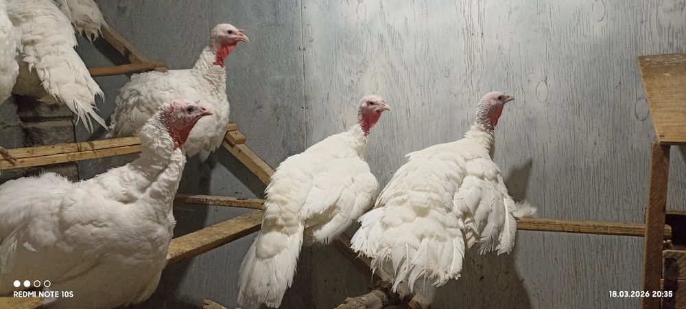 Индюшки БШ годовалые