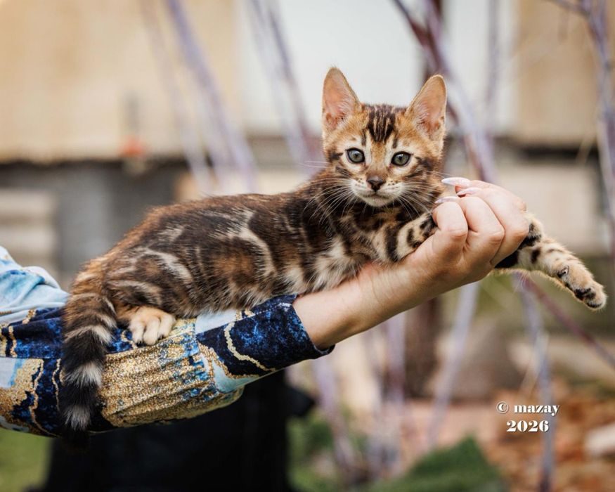 Бенгальские котята