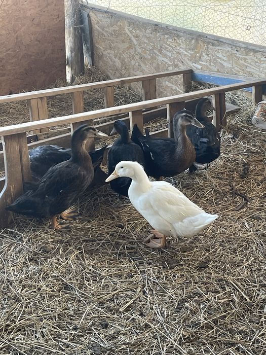 Rate rouen si pekin