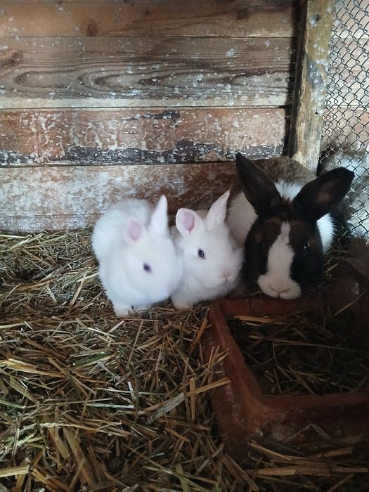 Iepuri rex pitic 70 lei bucata