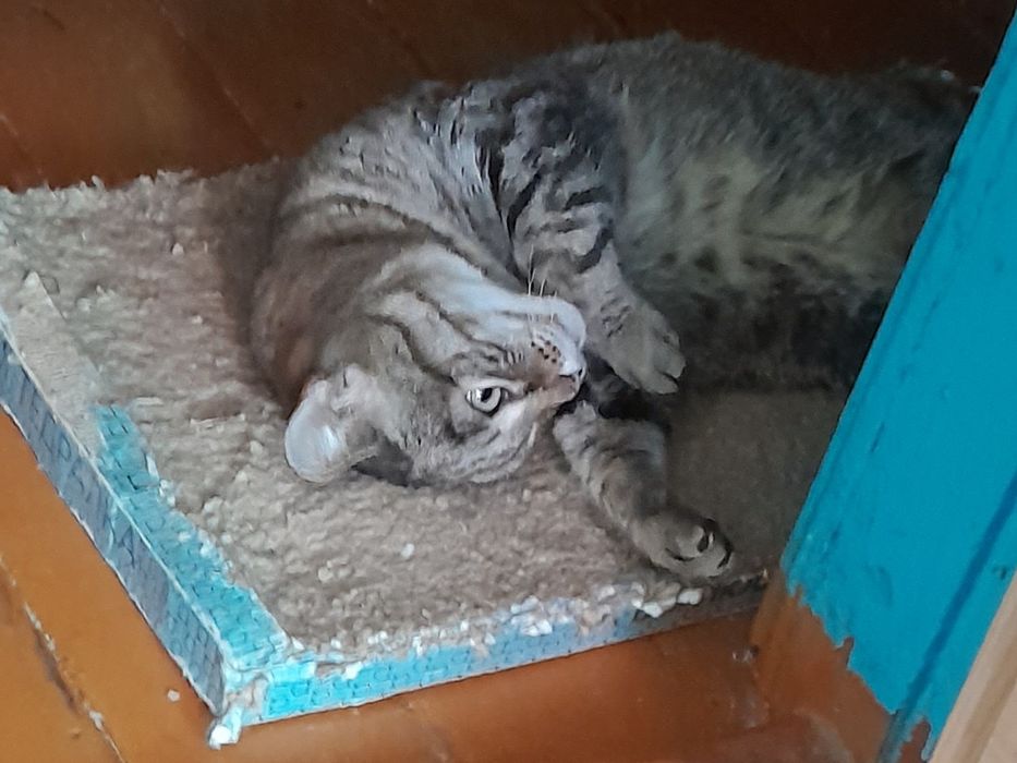 Отдам кошечку в добрые руки