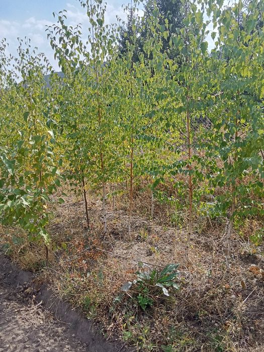 Берёза алтайская