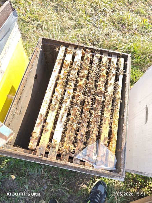 familii de albine 100 duc  ! Bk