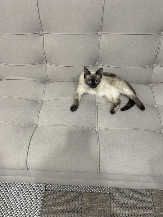 Ищем мужа для кошечки