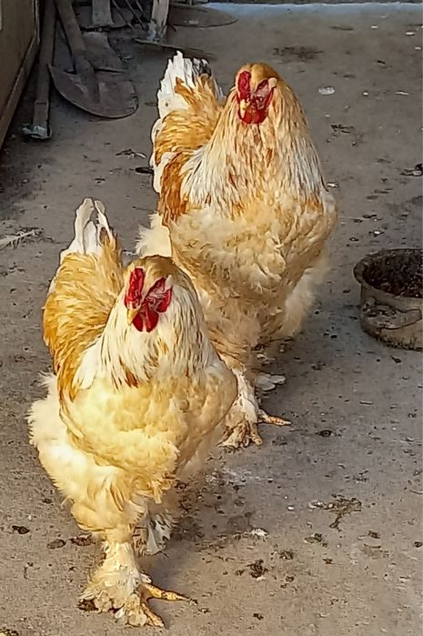 Лимон брама