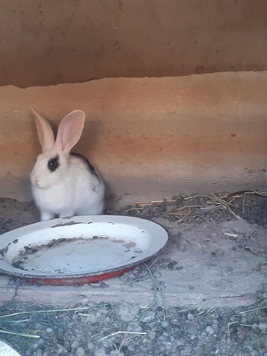 Veliqan quyon bolalari 2 oylik