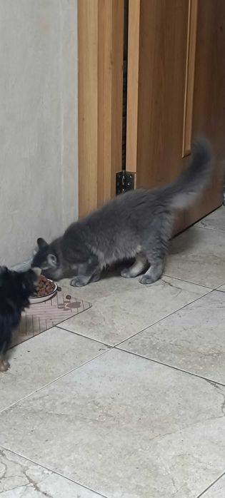 Котята . 4 месяца
