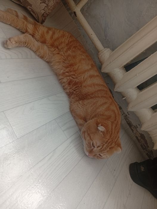 Отдам шотландца вислоухий кот