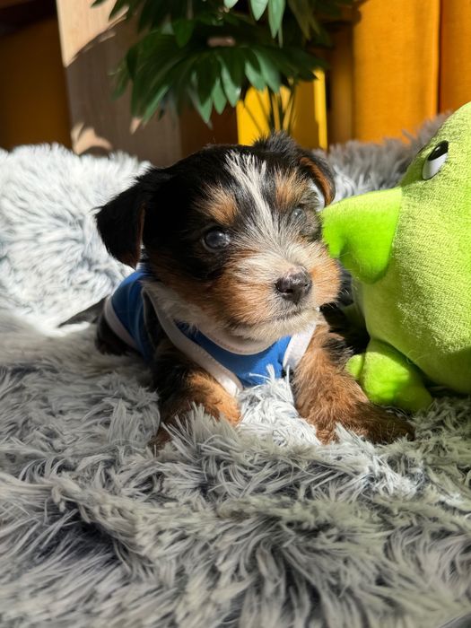 Йоркширски териер