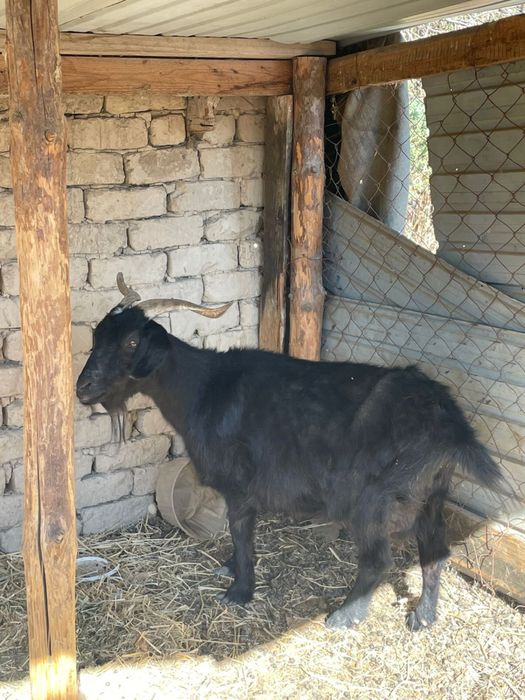 Орыс Теке сатылады