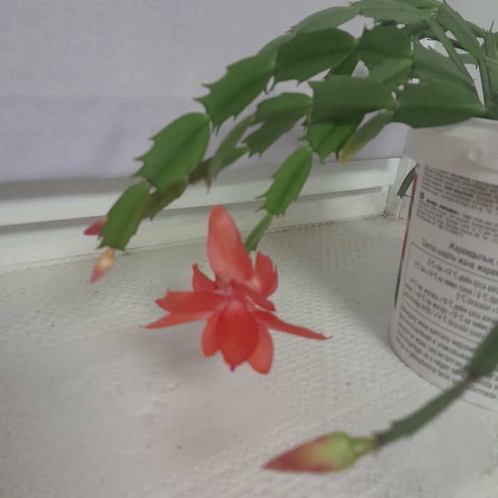 Декабрист красный