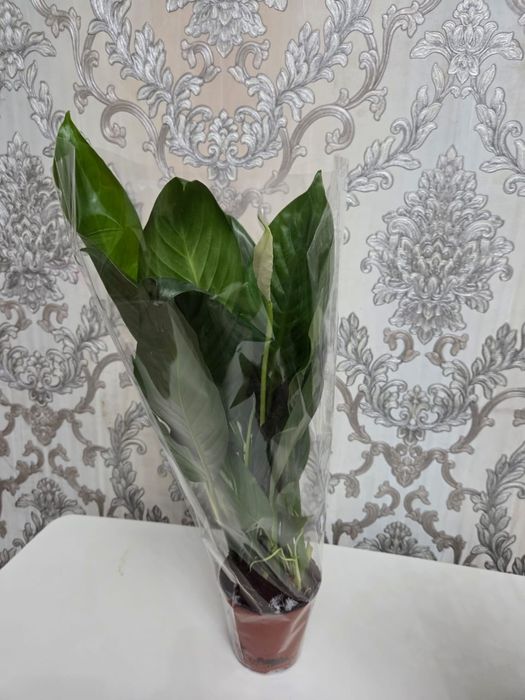 Домошние цветы , Үй өсімдіктері