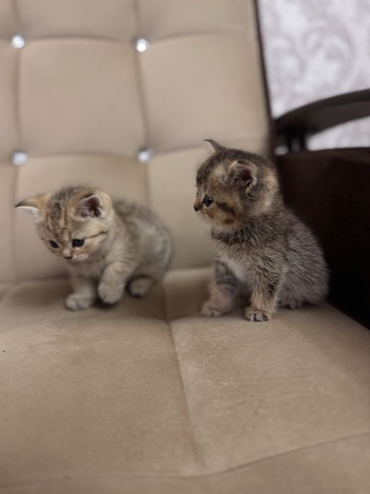 Продается золотая шиншила