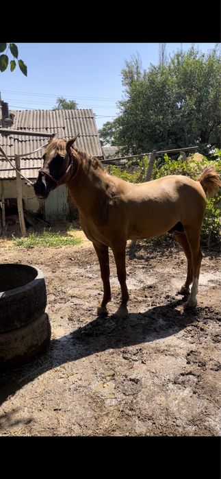 Дончак айгыр кокпар уйырге