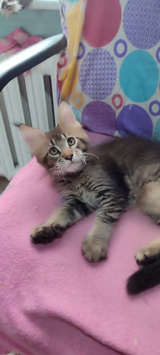 Продам котенка мальчика Мейн-Кун. С документами.