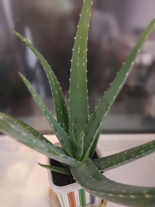 Продам трехлетний алое вера