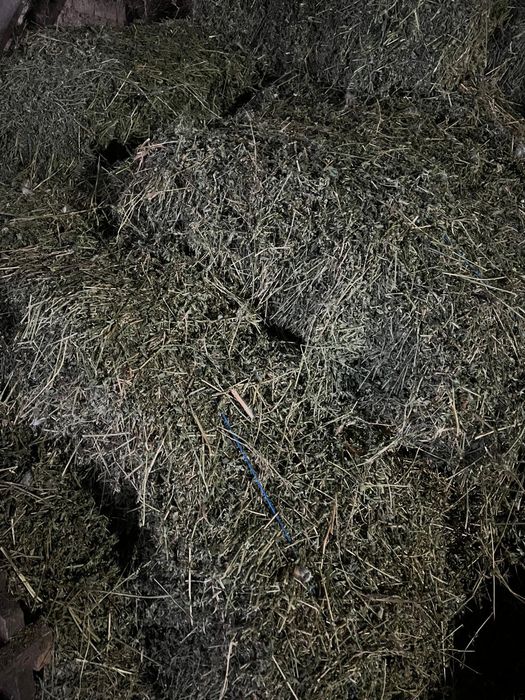 Balorti lucerna coasa 3