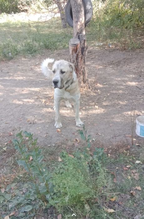 Сатылады  кемі бар.