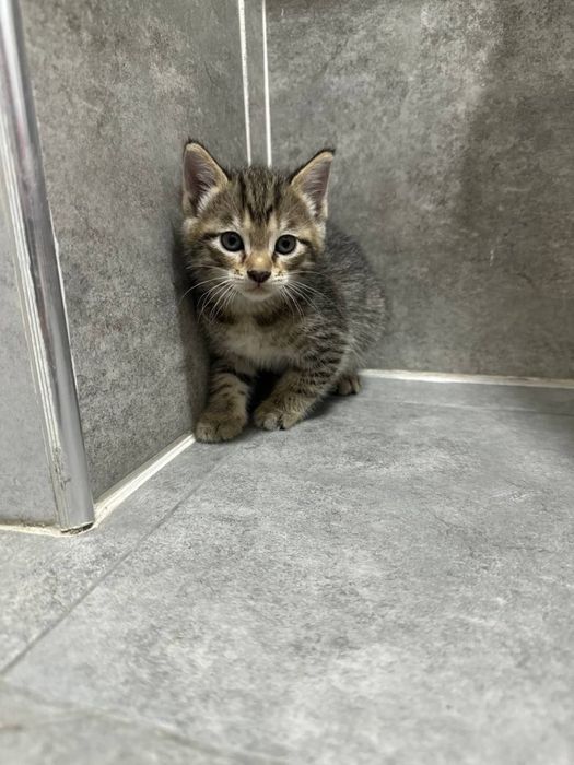 Отдаю котят в добрые и ответственные руки