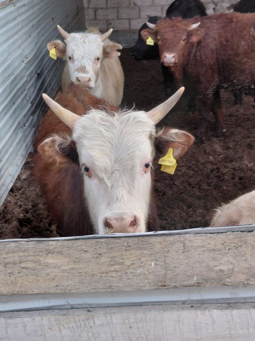 Буқалар сатылады