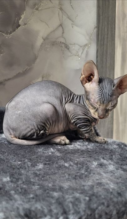 Милые девочки ищут заботливых родителей