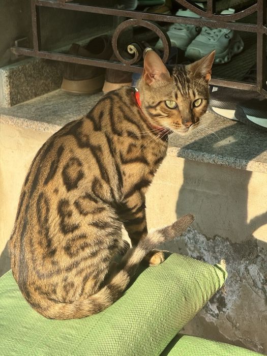 Бенгальская кошка