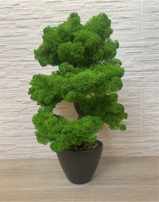 Decoratiuni cu licheni