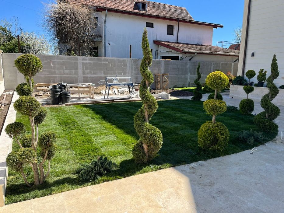 Plante ornamentale tuia leylandii smarald mesteacan