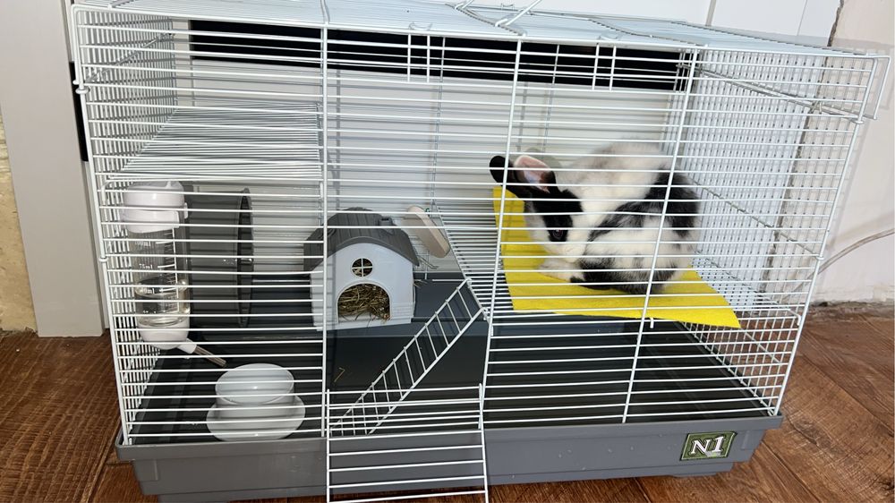 Карликовый декоративный кролик с клеткой!