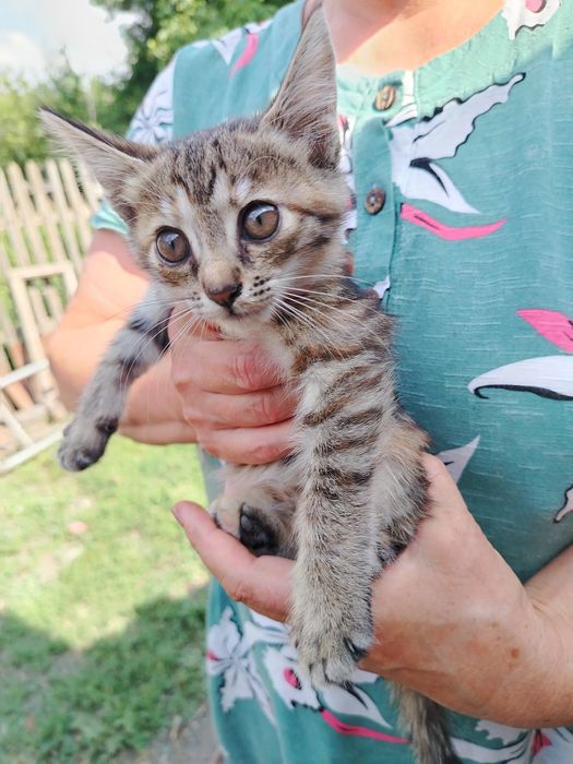 Котята бесплатно