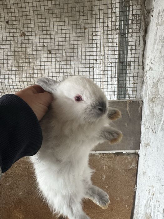 Крольчата Калифорния 45 дней