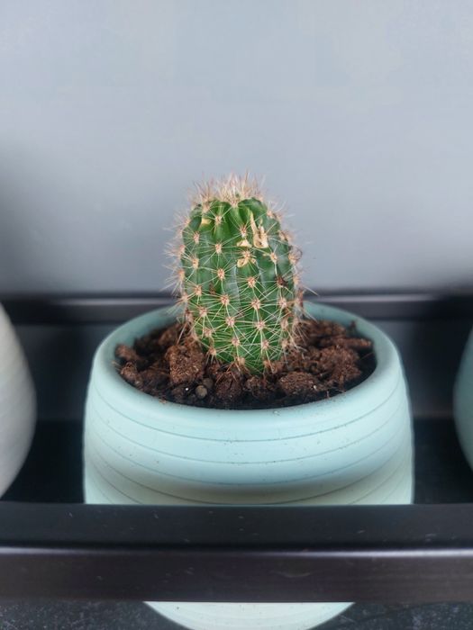 Малки кактуси (Echinopsis) лично предаване София Хиподрума
