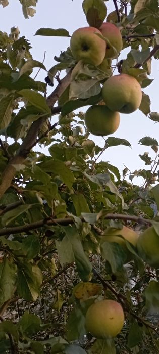 Продам дом село Озен