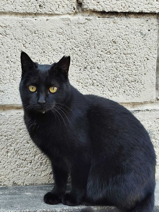 Кошечка хорошим людям