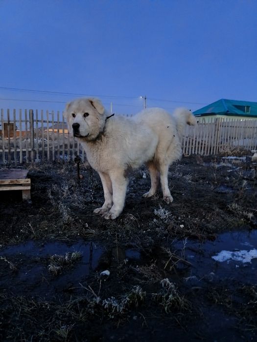 Кой тобет 11 айлык.