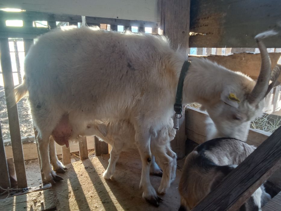 Продаётся коза с козлятами