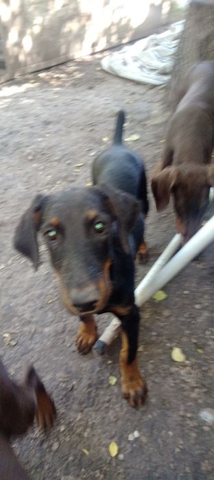 Щенки Доберманы ))