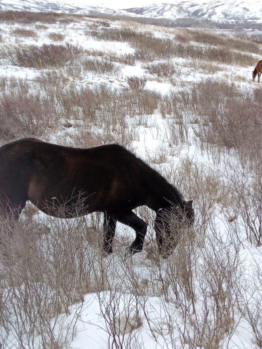 Кобыла шестилетка жирная