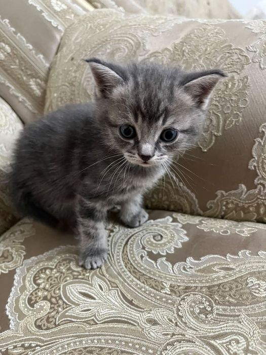 Отдам котят в хорошие руки