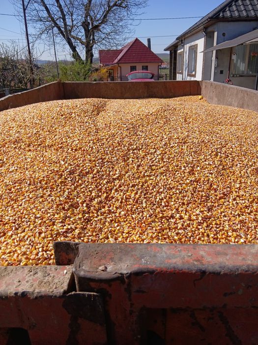 Vând porumb boabe proaspăt cules