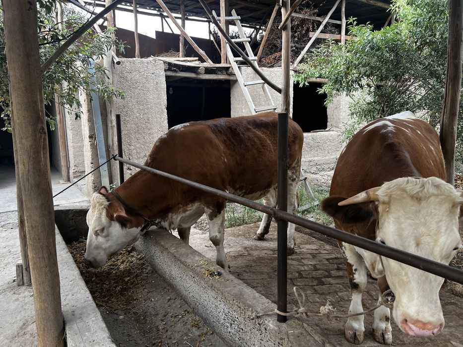 Smental 8 oylik boğoz birnchisiga