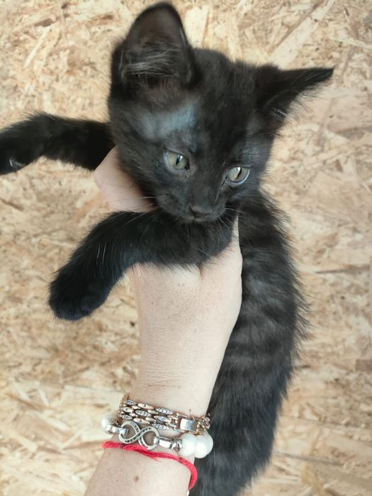 Трёхмесячные котята в добрые руки