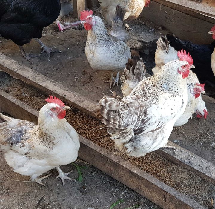 Питомец домашний