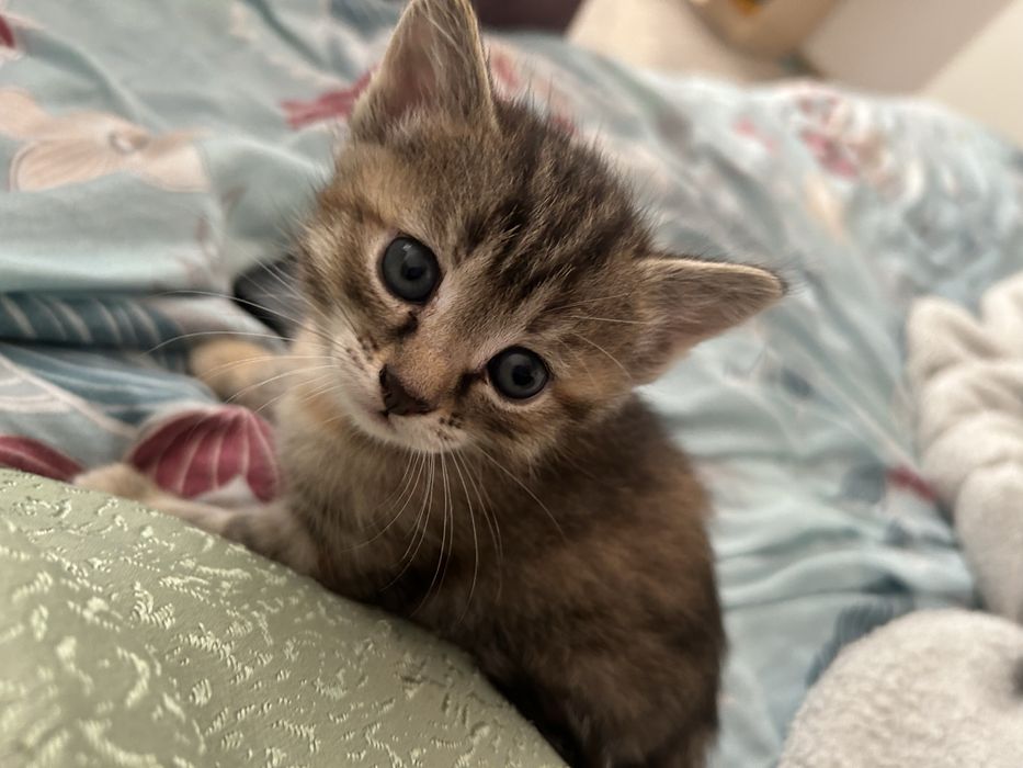 Отдам котят в хорошие руки