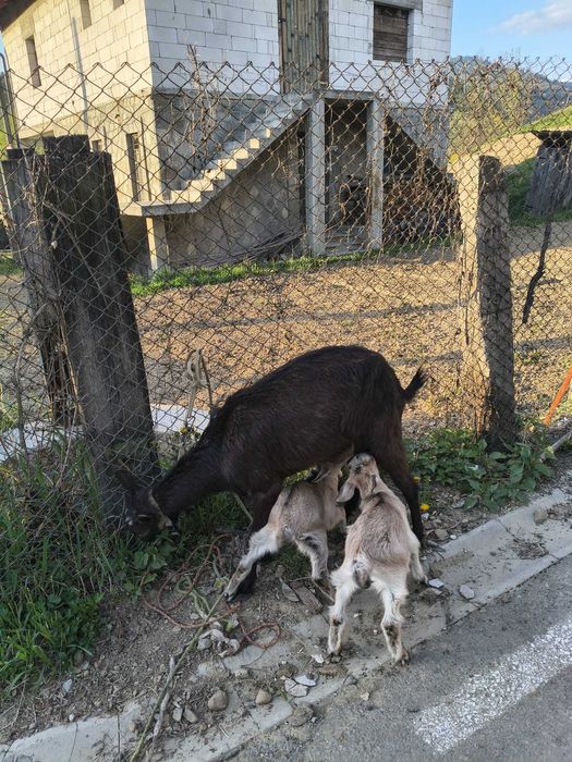 Animale capre de lapte