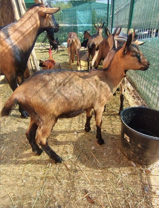 Vând ied din  rasa Alpină franceză